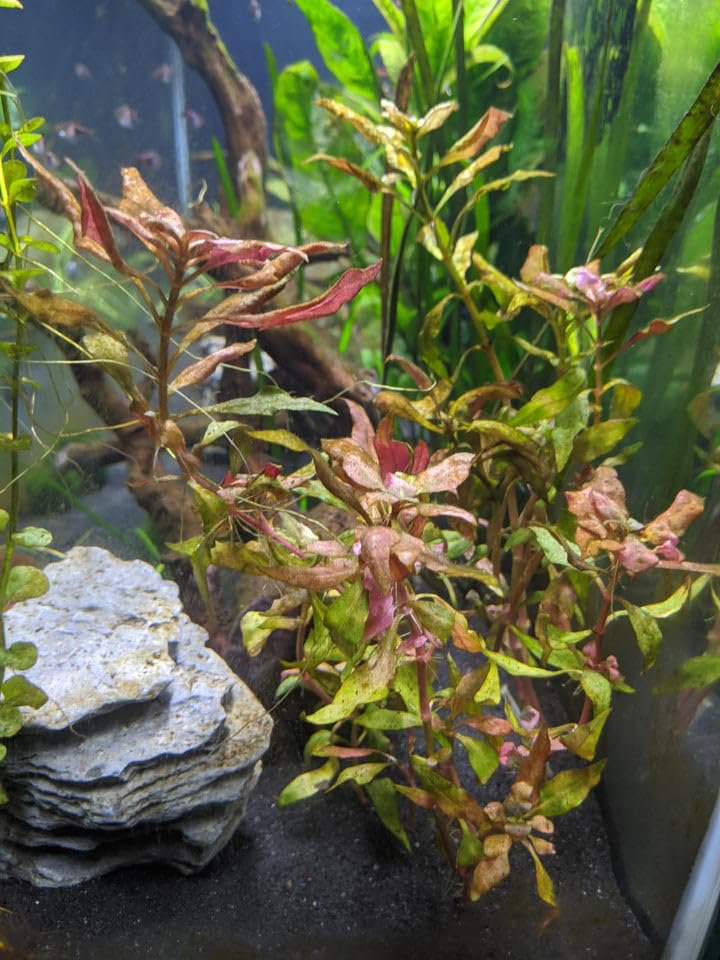 Red Flame Sword, Alternanthera Reineckii & Red Tiger Lotus Bundle