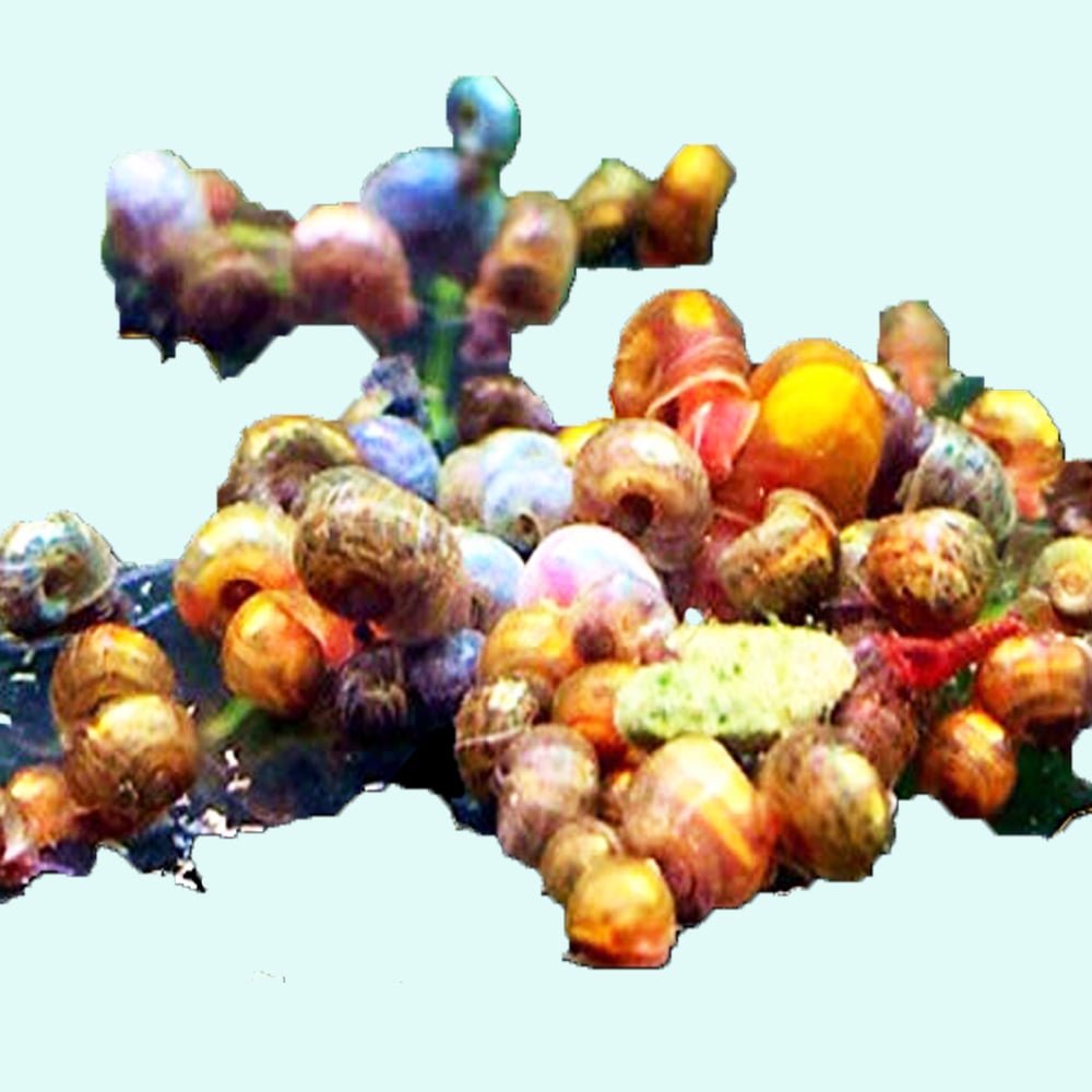 25+ Baby to Adult Assorted Ramshorn Snails - Rams Horn