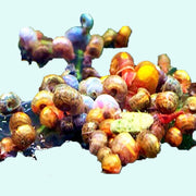 25+ Baby to Adult Assorted Ramshorn Snails - Rams Horn