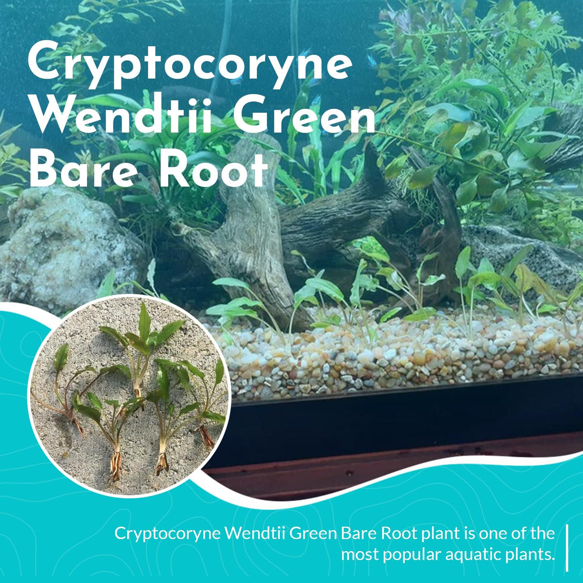 Cryptocoryne Wendtii Green