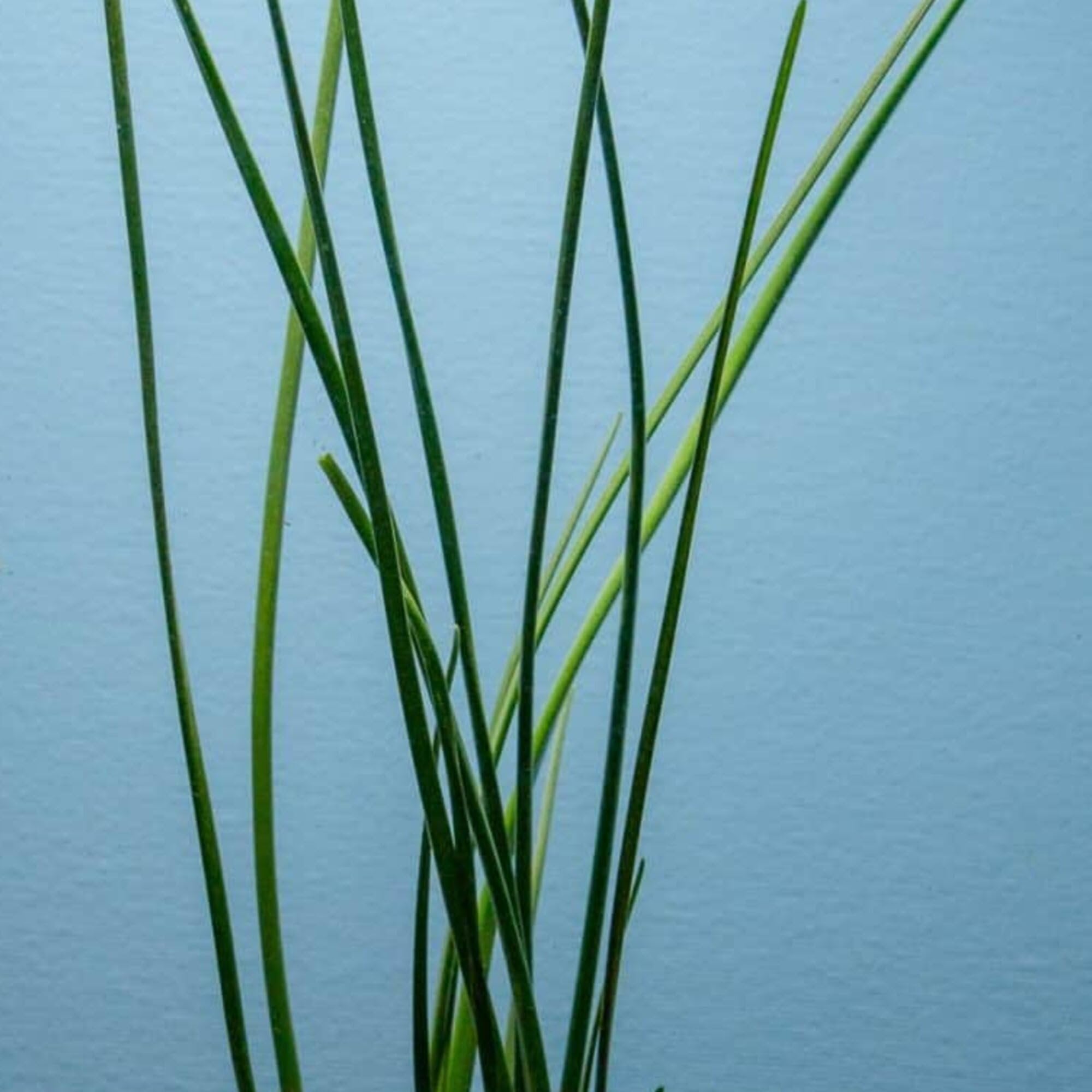 Water Onion Dwarf (Zephyranthes candida)