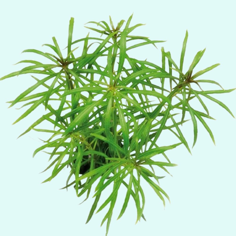 Pogostemon Stellatus Narrowleaf