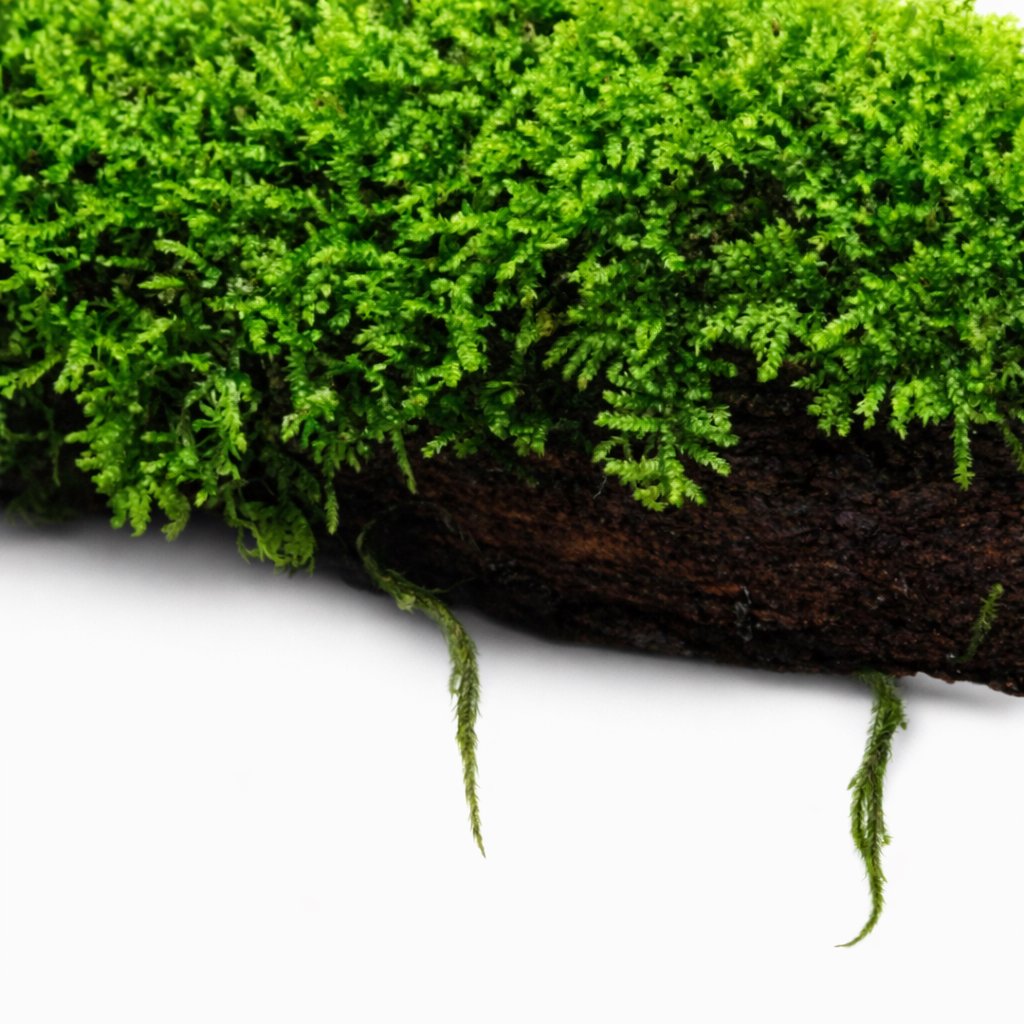 Moss On DriftWood