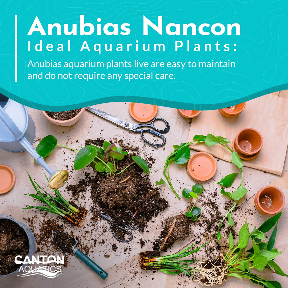 Anubias Nancon