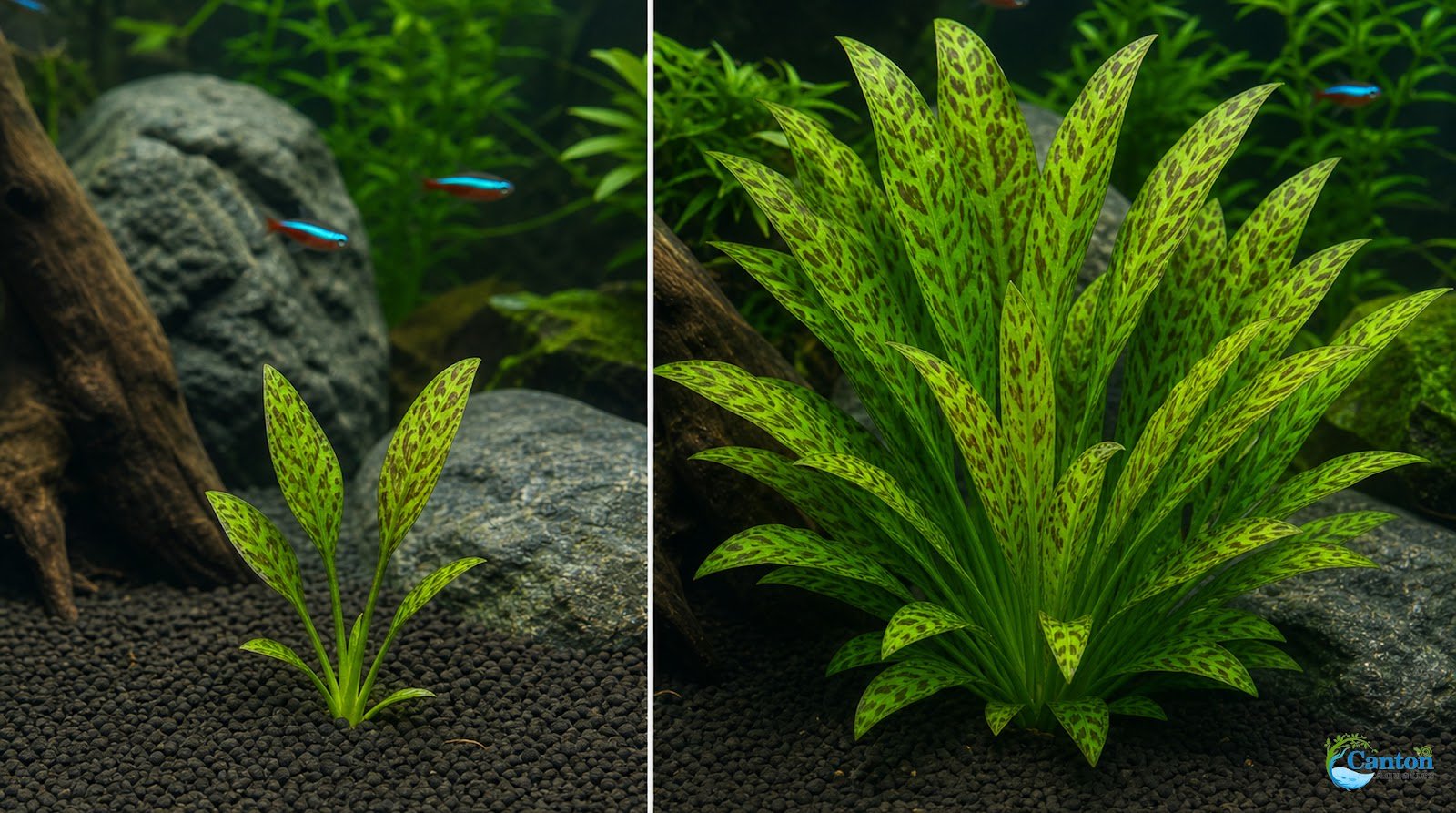 Amazon Sword Echinodorus "Green Ozelot"