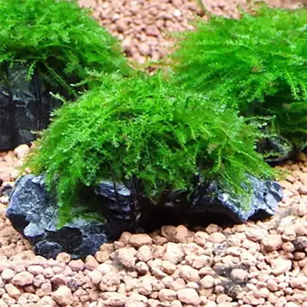 Weeping Moss Vesicularia Ferriei