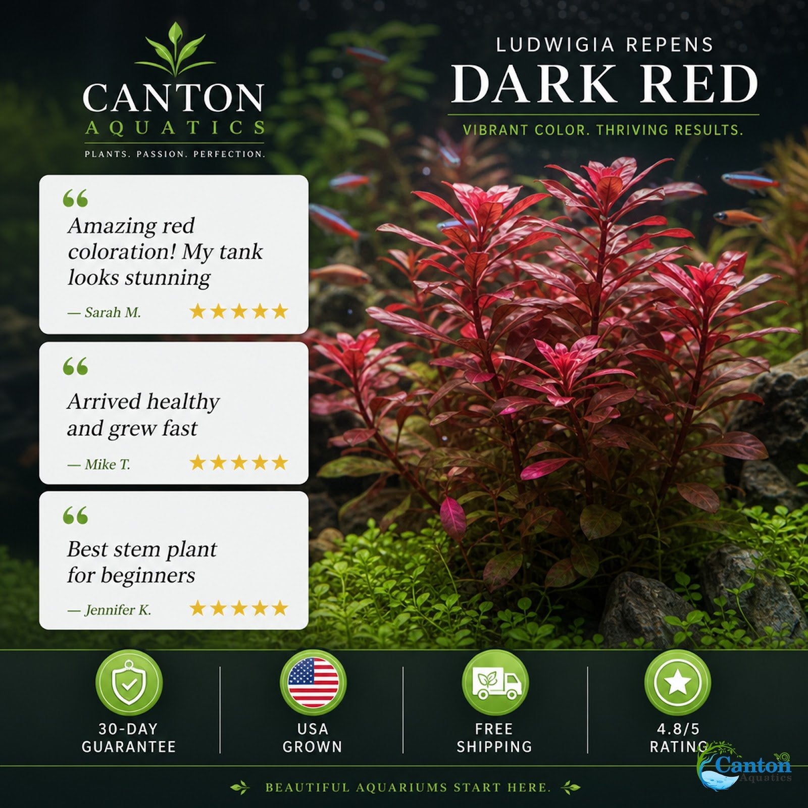 3 Pack Ludwigia Repens Dark Red