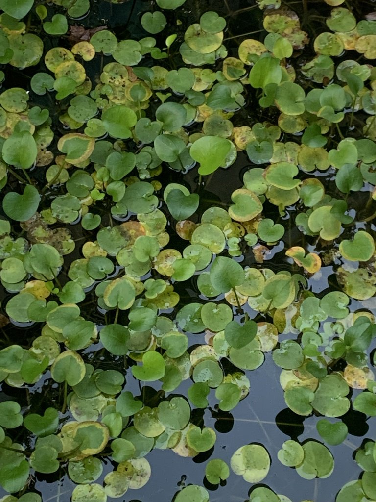 Frogbit (Limnobium Spongia)