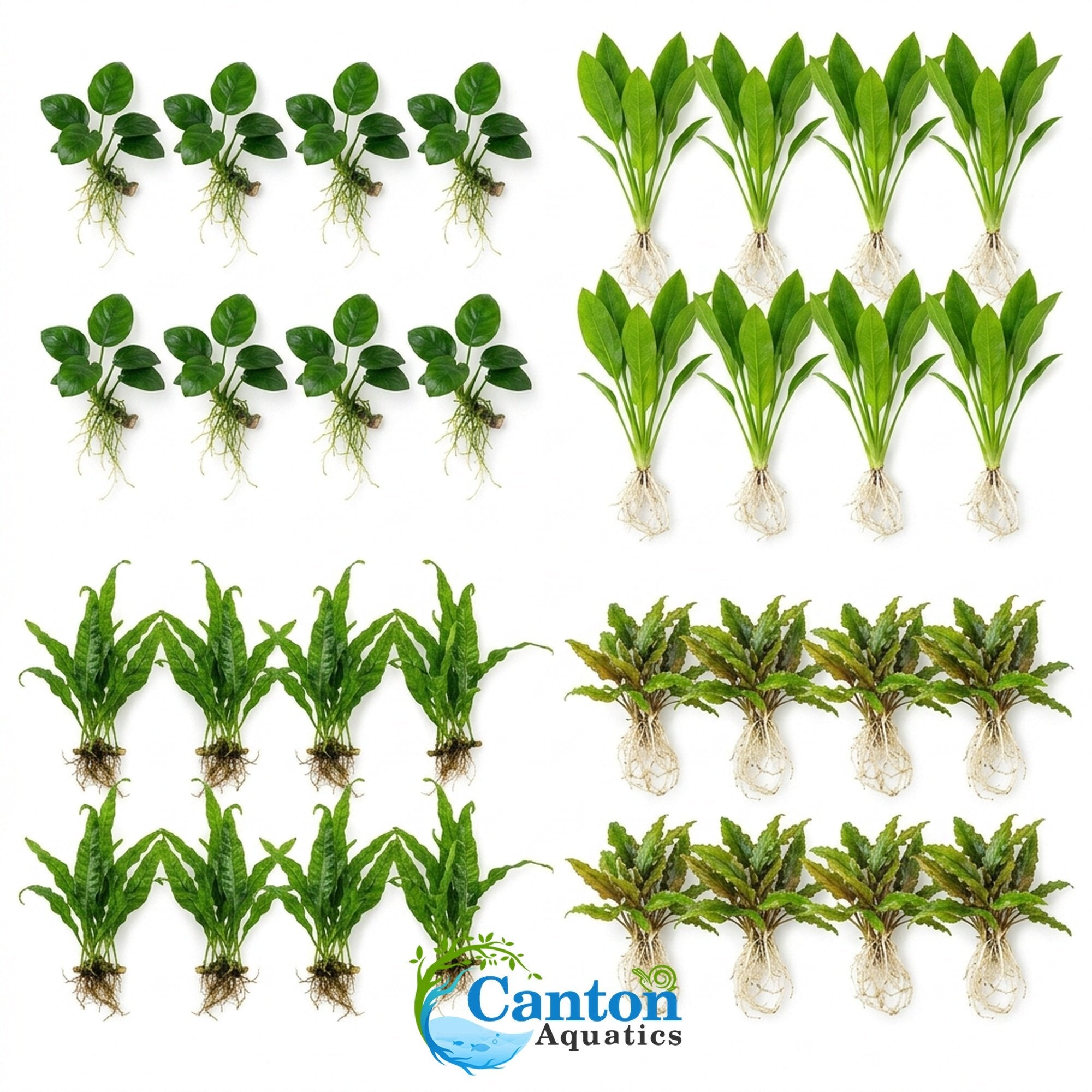 Live Aquarium Plants Essential Bundle - 4 Plants