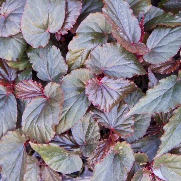 Angel Wing Begonia Frosty Rooted Starter Plant