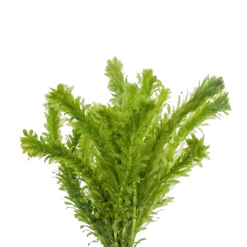Anacharis Egeria Densa