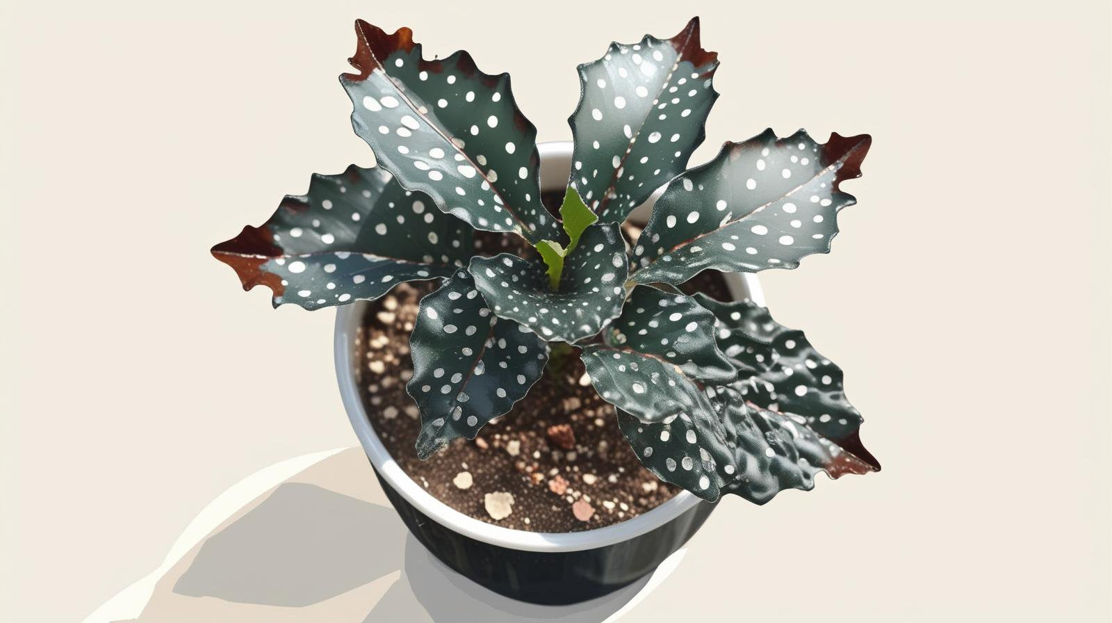 Angel Wing Begonia Fannie Moser