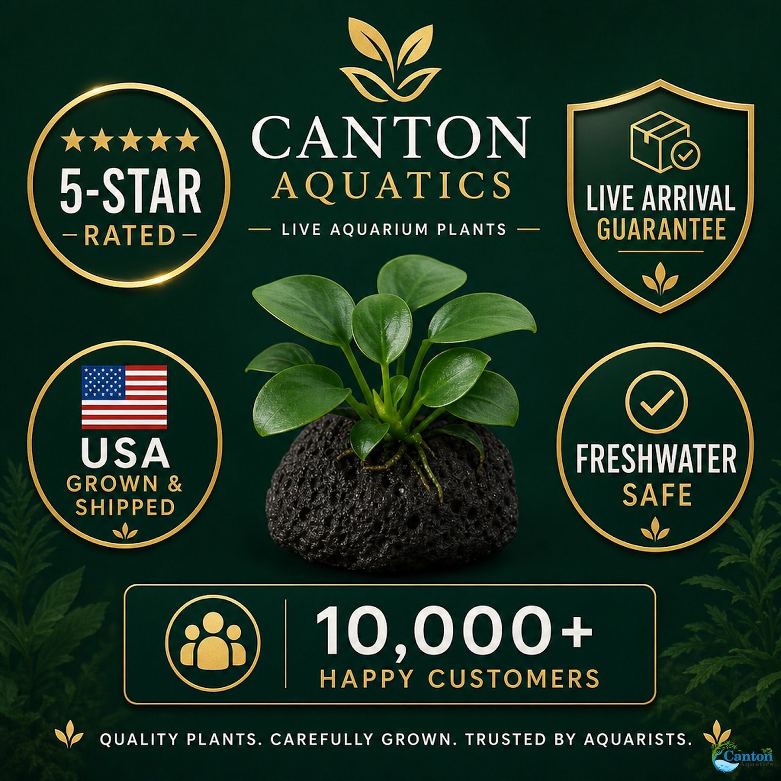 Anubias On Lava Rock