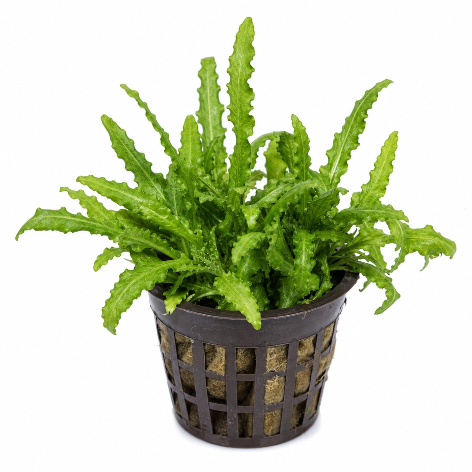 Pogostemon Helferi