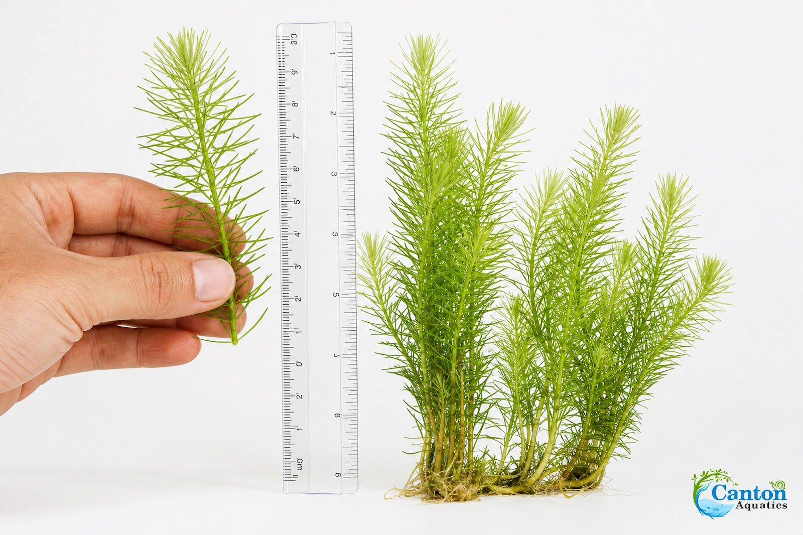 Limnophila Hippuridoides