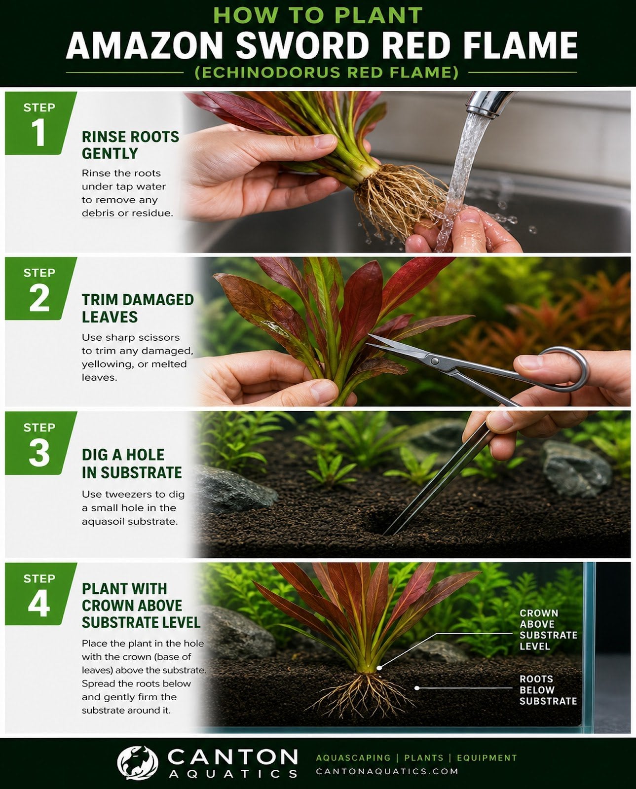 Amazon Sword Echinodorus Red Flame