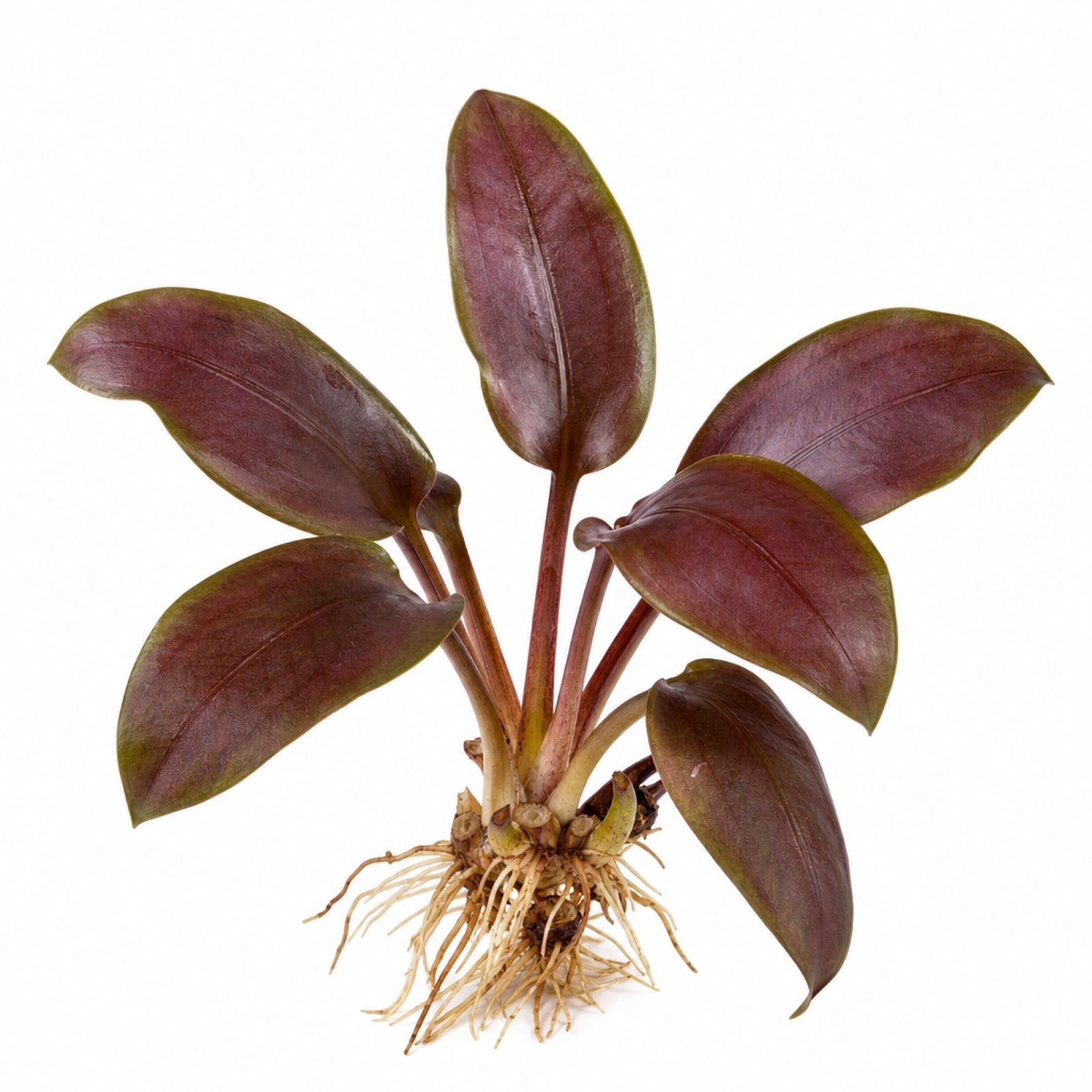 Lagenandra Meeboldii