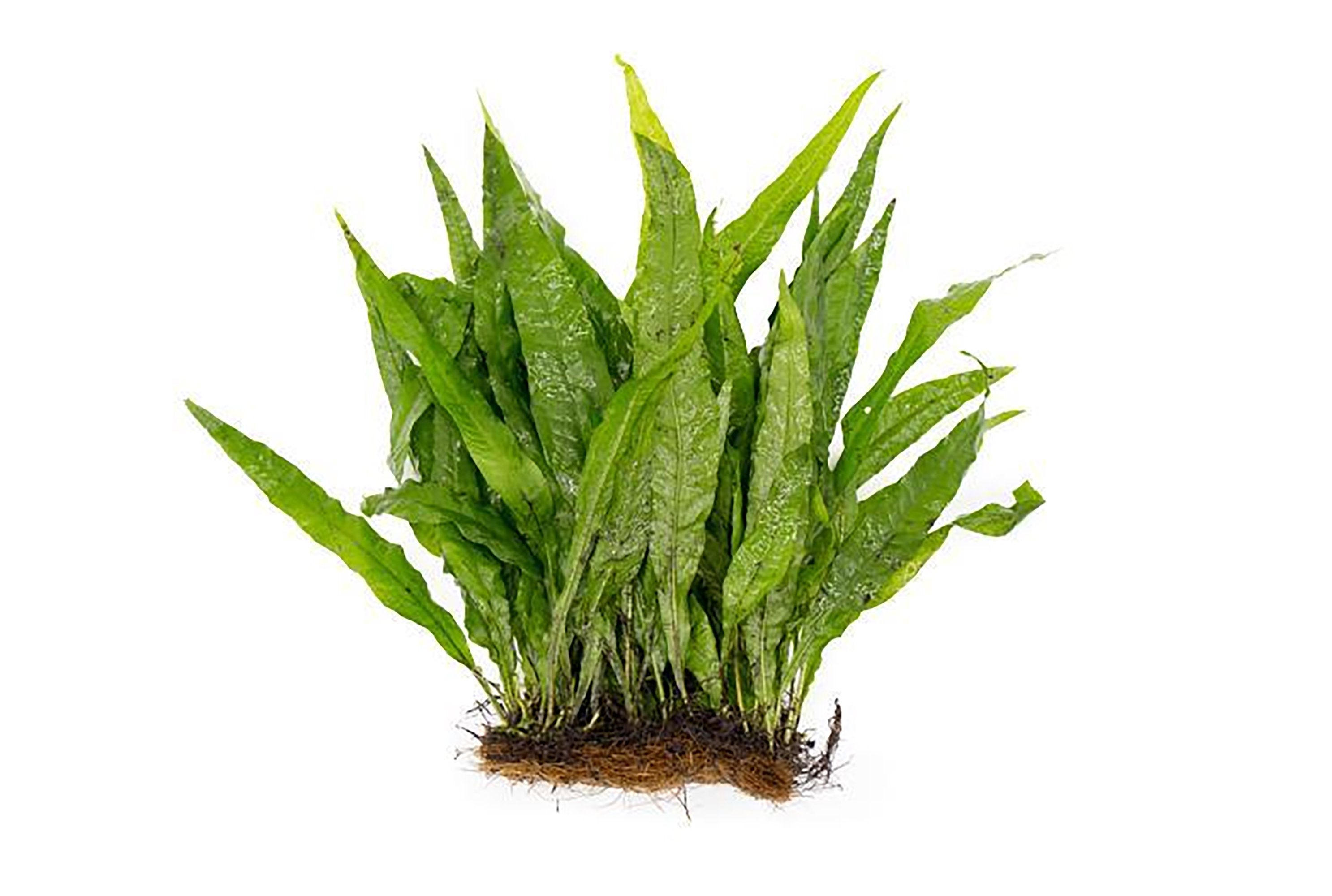 Java Fern Mat (Microsorum Pteropus) on Mat