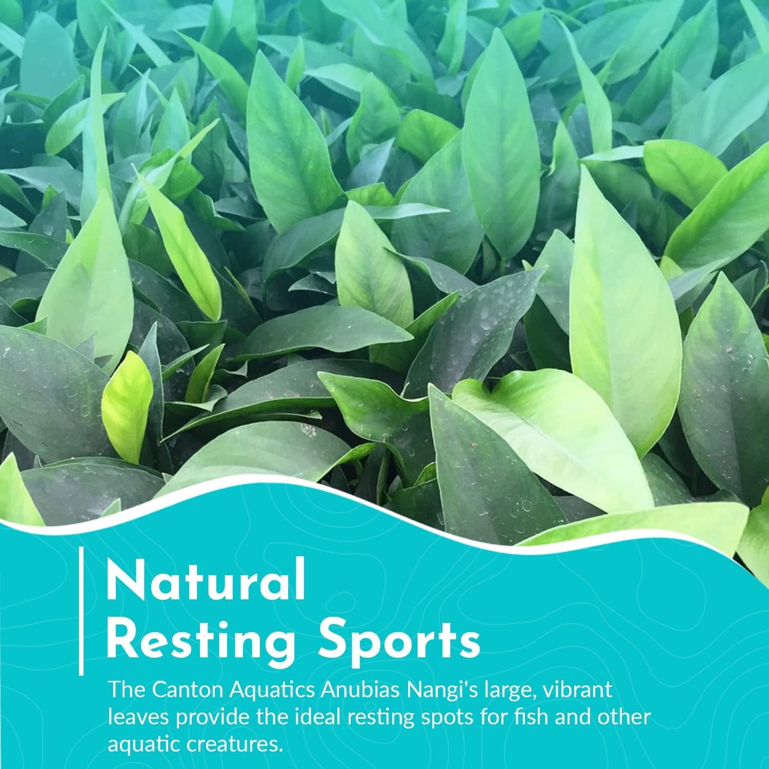 Anubias Nangi