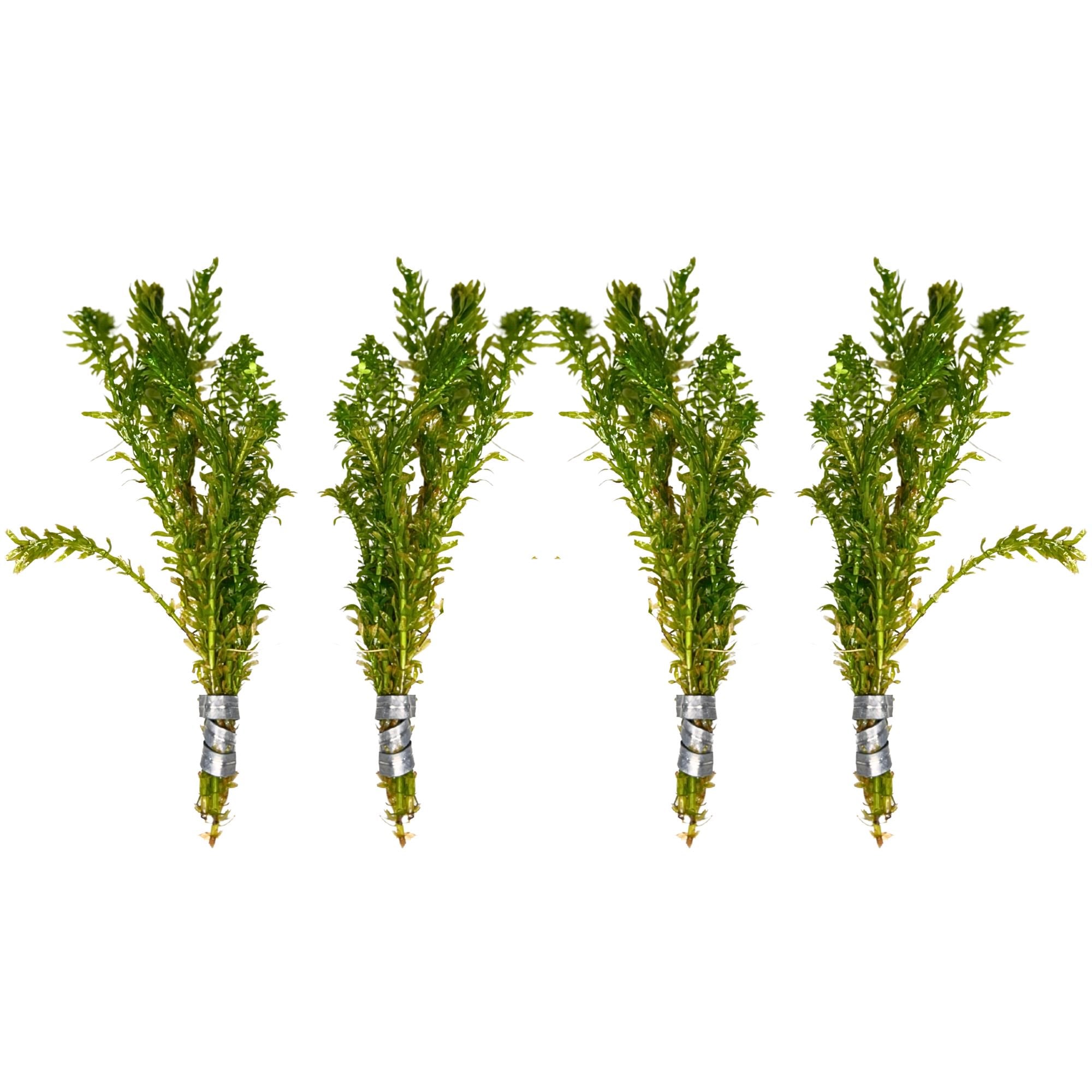 Anacharis and Hornwort Bundle