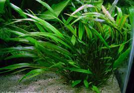 Cryptocoryne Crypt Lucens