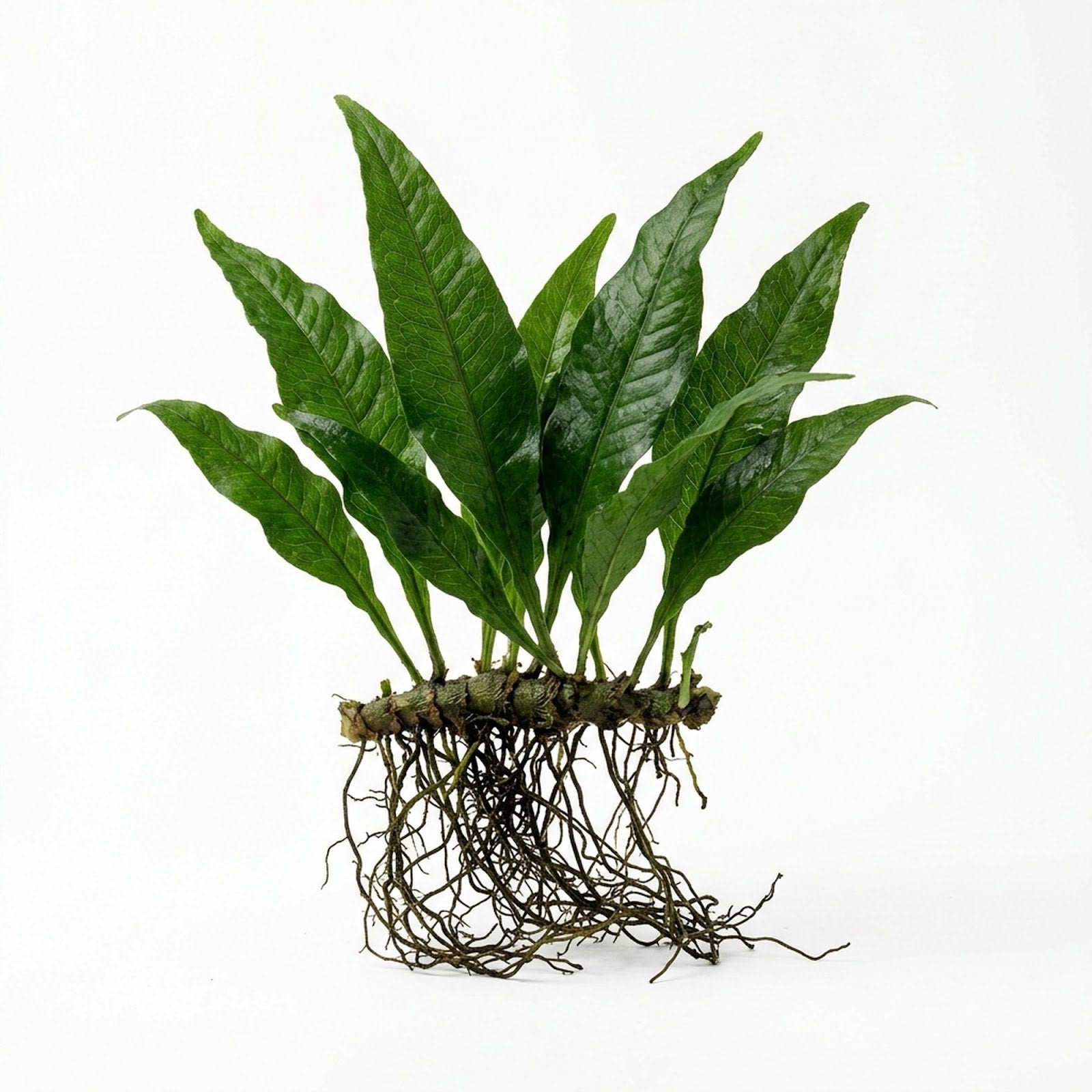 Java Fern Microsorum