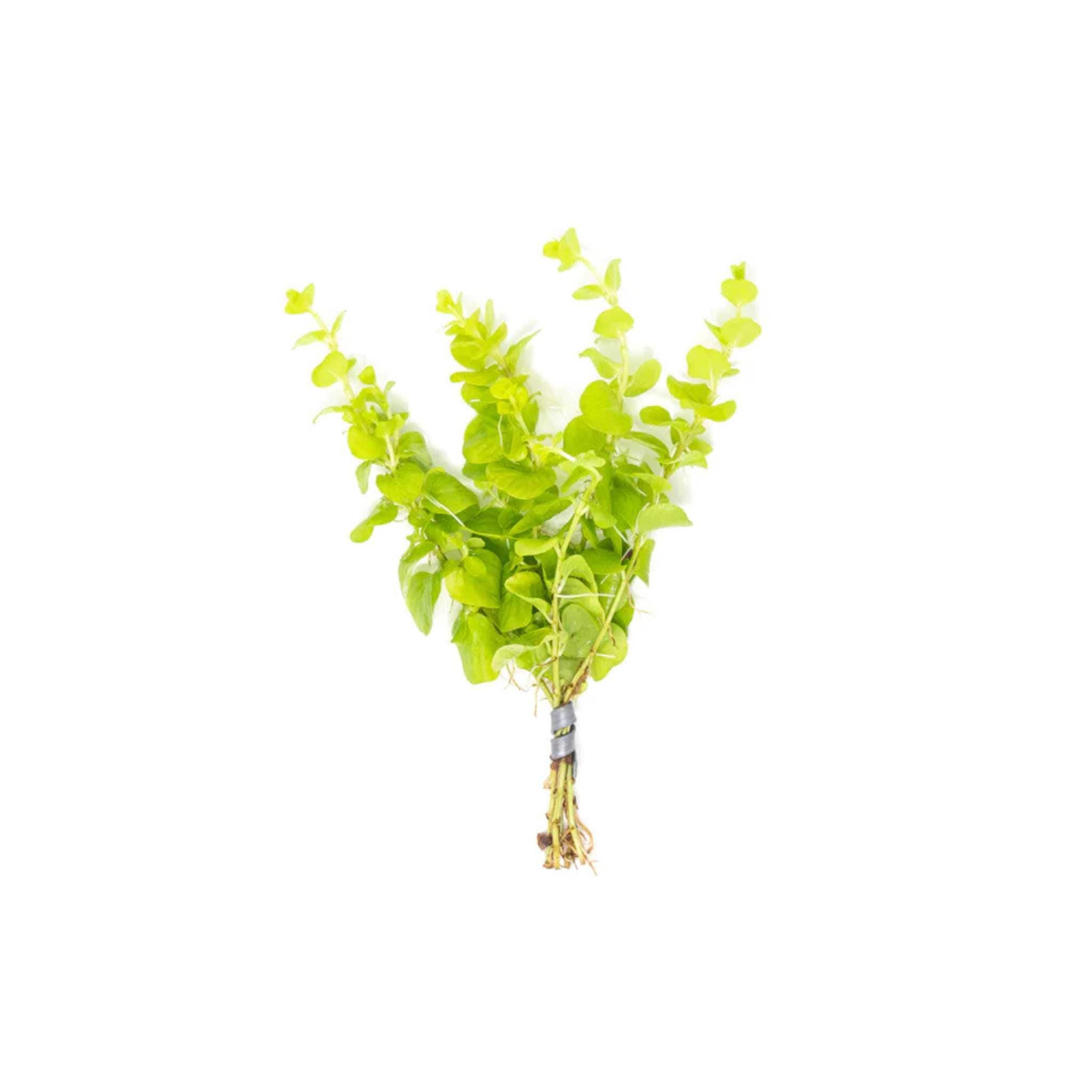 Lloydiella (Lysimachia Nummularia) Creeping Jenny