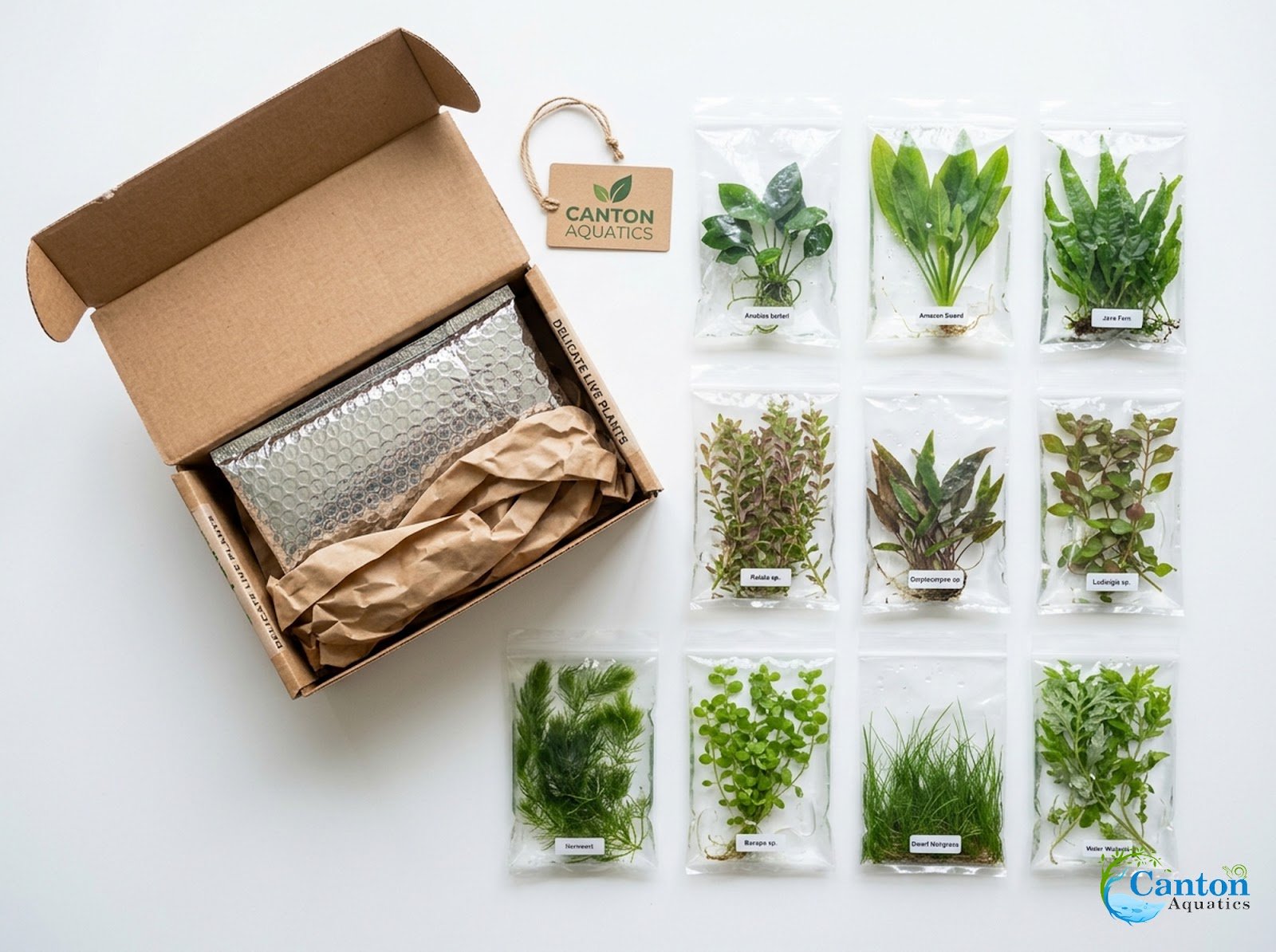 Beginner Aquatic Plants Bundle 30 Plant Pack