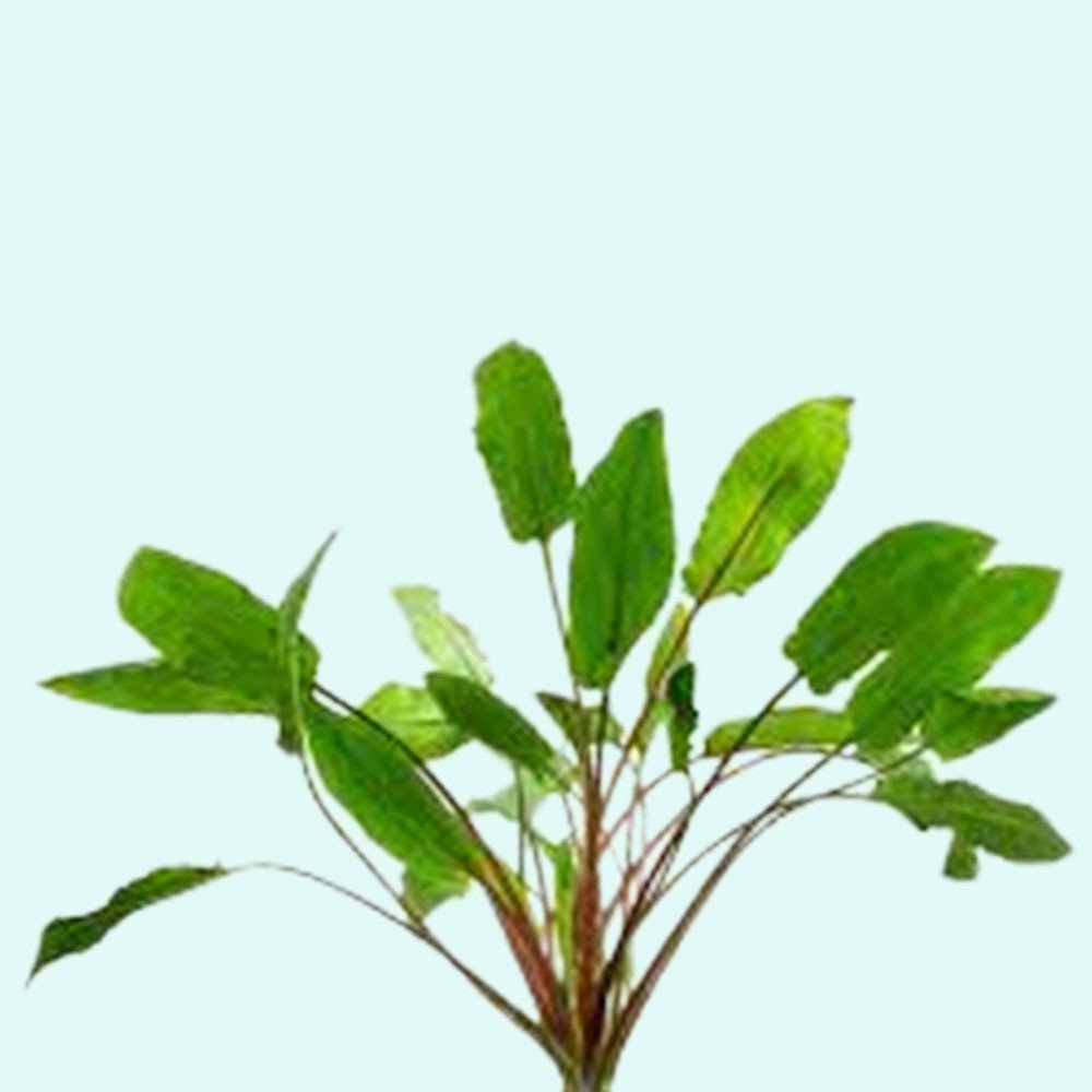 Cryptocoryne Wendtii Green