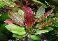 Rose Sparkle Sword (Echinodorus Sparkle)