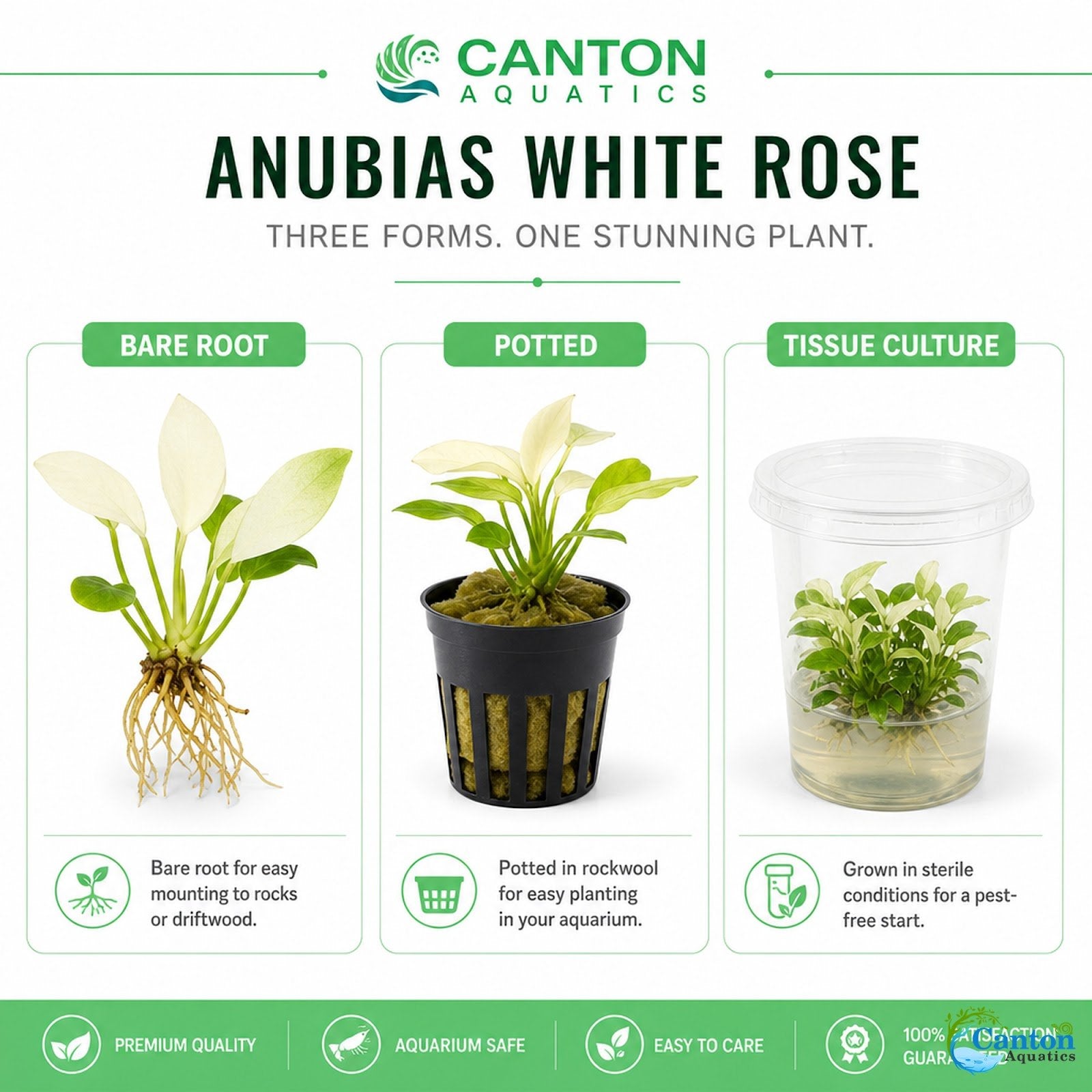 Anubias White Rose