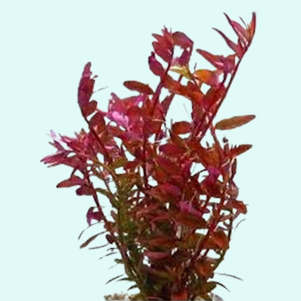 Rotala Rotundifolia Red - In 2 Inch Pot