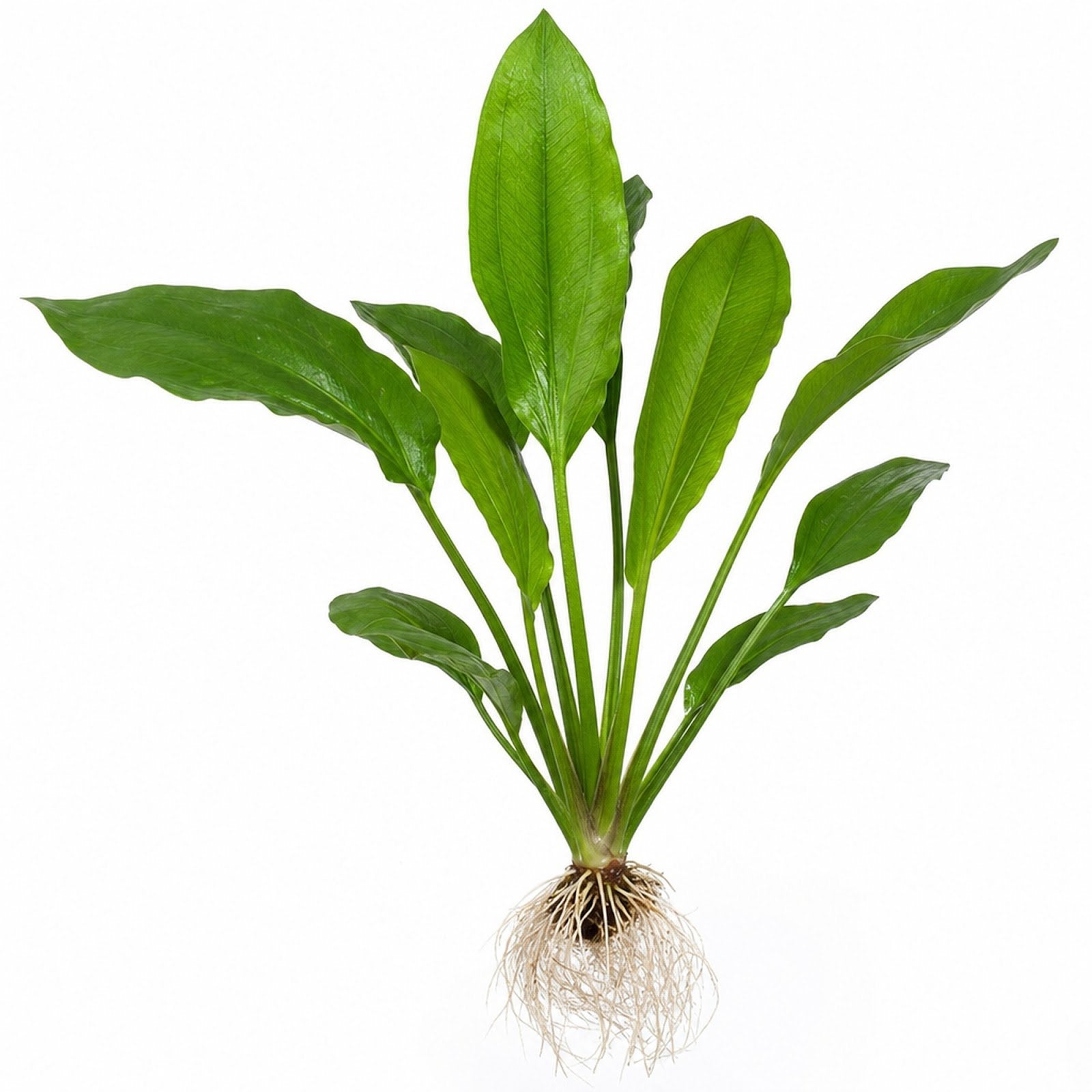 Amazon Sword Echinodorus Bleheri