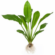 Amazon Sword Echinodorus Bleheri