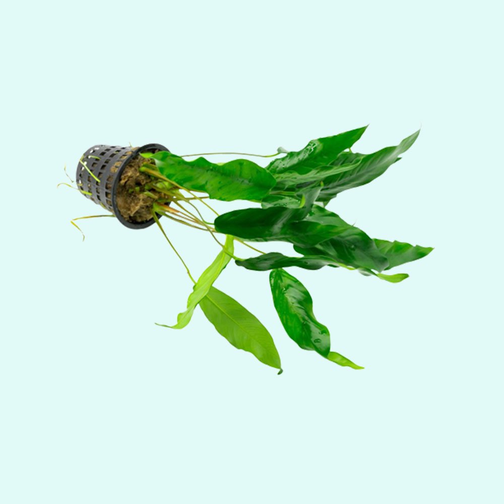 Anubias Minima Bare Root