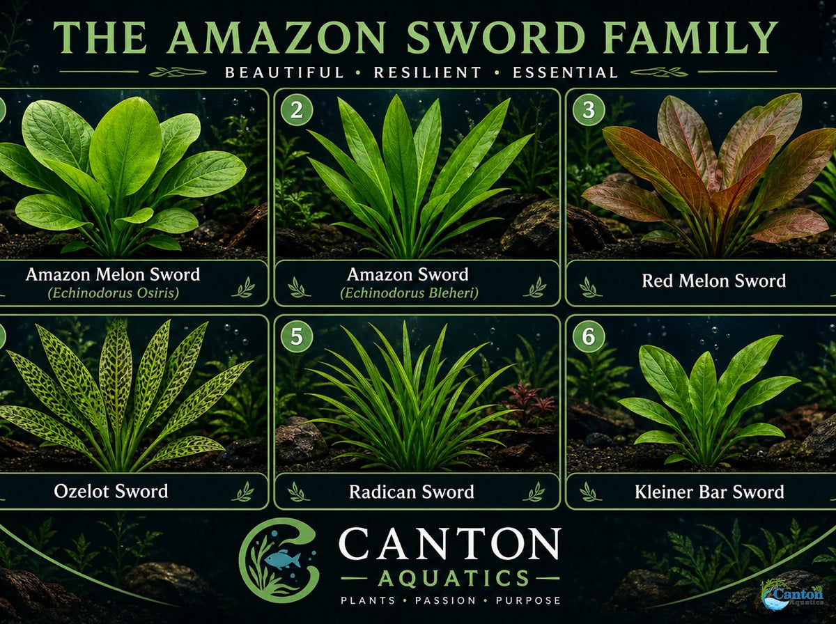 Amazon Melon Sword (Echinodorus Osiris)