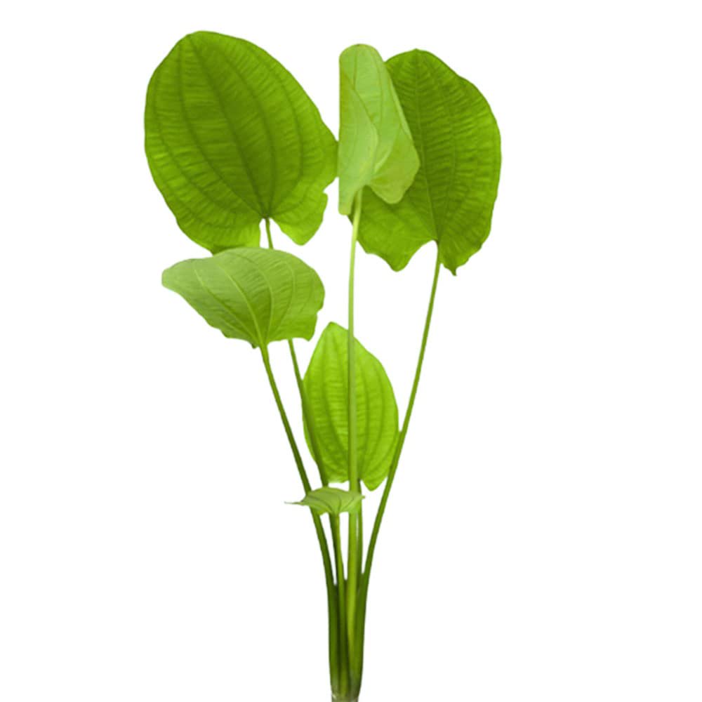 Radican Sword (Echinodorus Cordifolius)