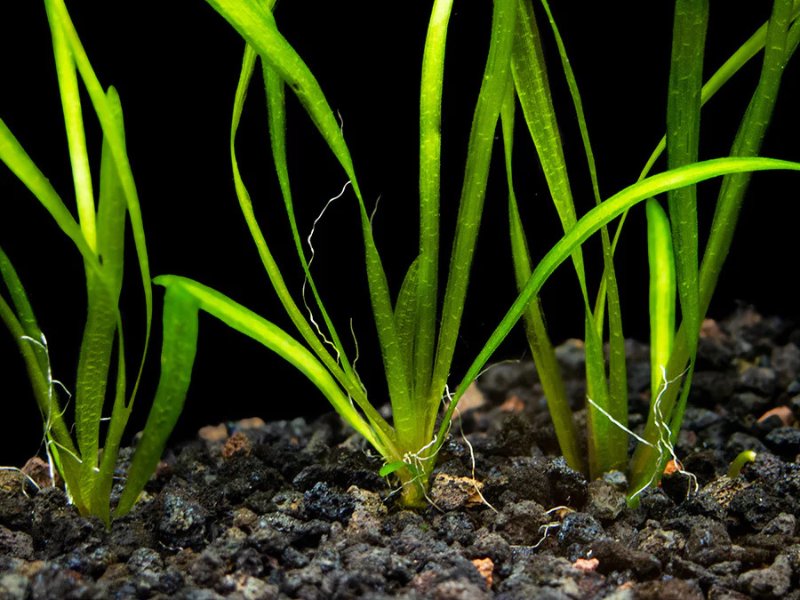 6 Plant Pack Jungle Vallisneria Americana