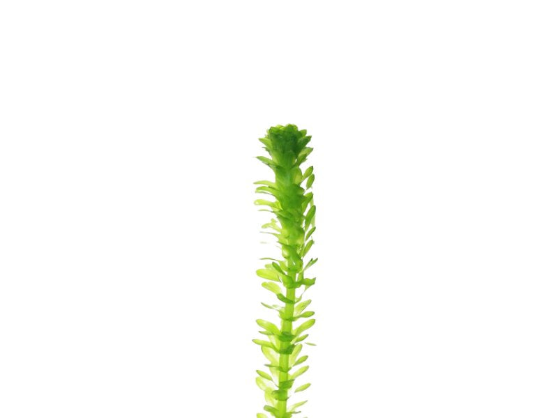 Anacharis Egeria Najas
