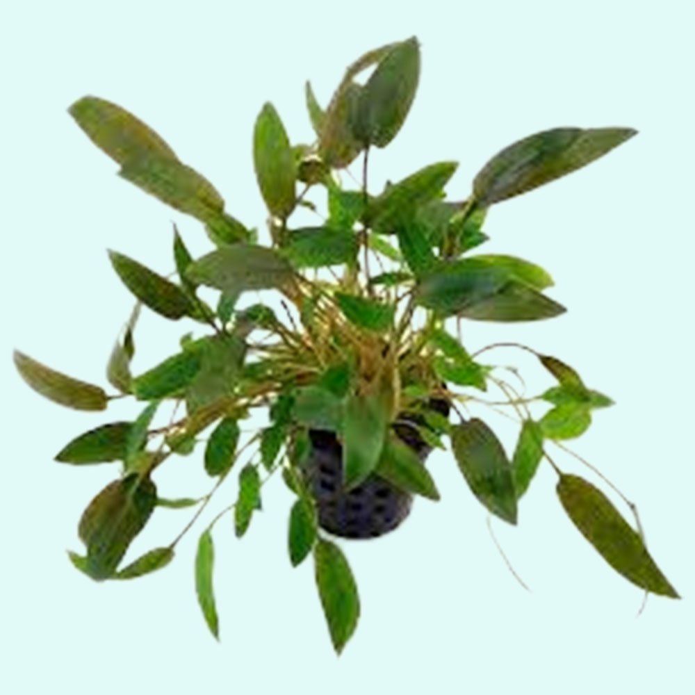 Cryptocoryne Wendtii Brown