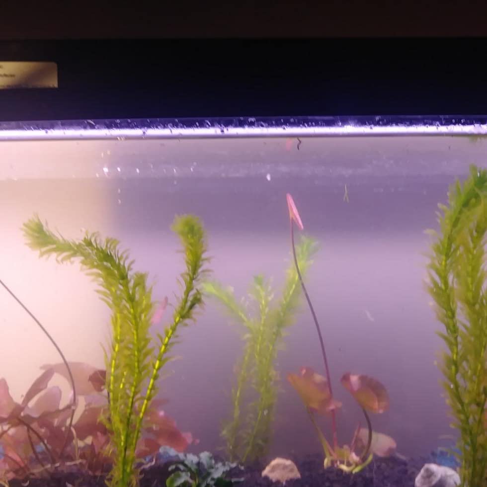 Anacharis Egeria Densa