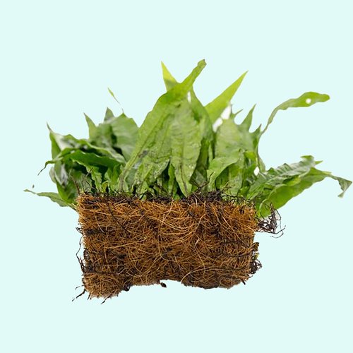 Java Fern Mat (Microsorum Pteropus) on Mat