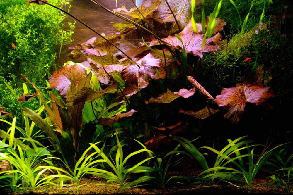 Red Tiger Lotus Lily Nymphaea
