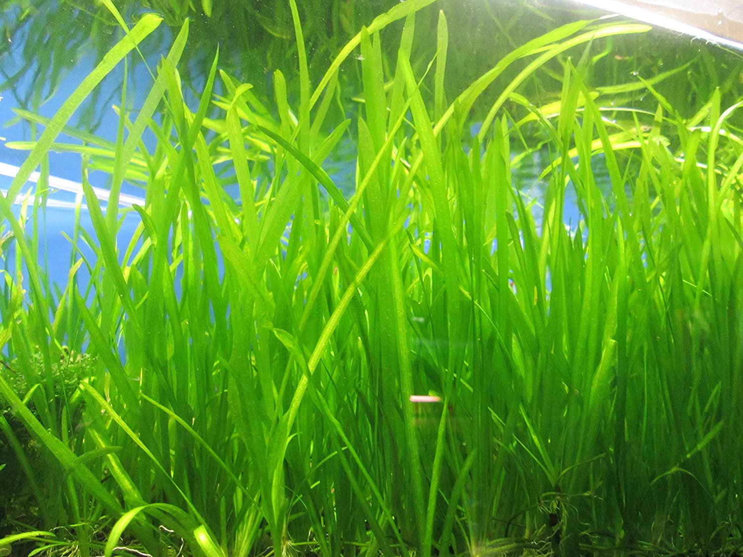 Valisnaria Spiralis "Italian"