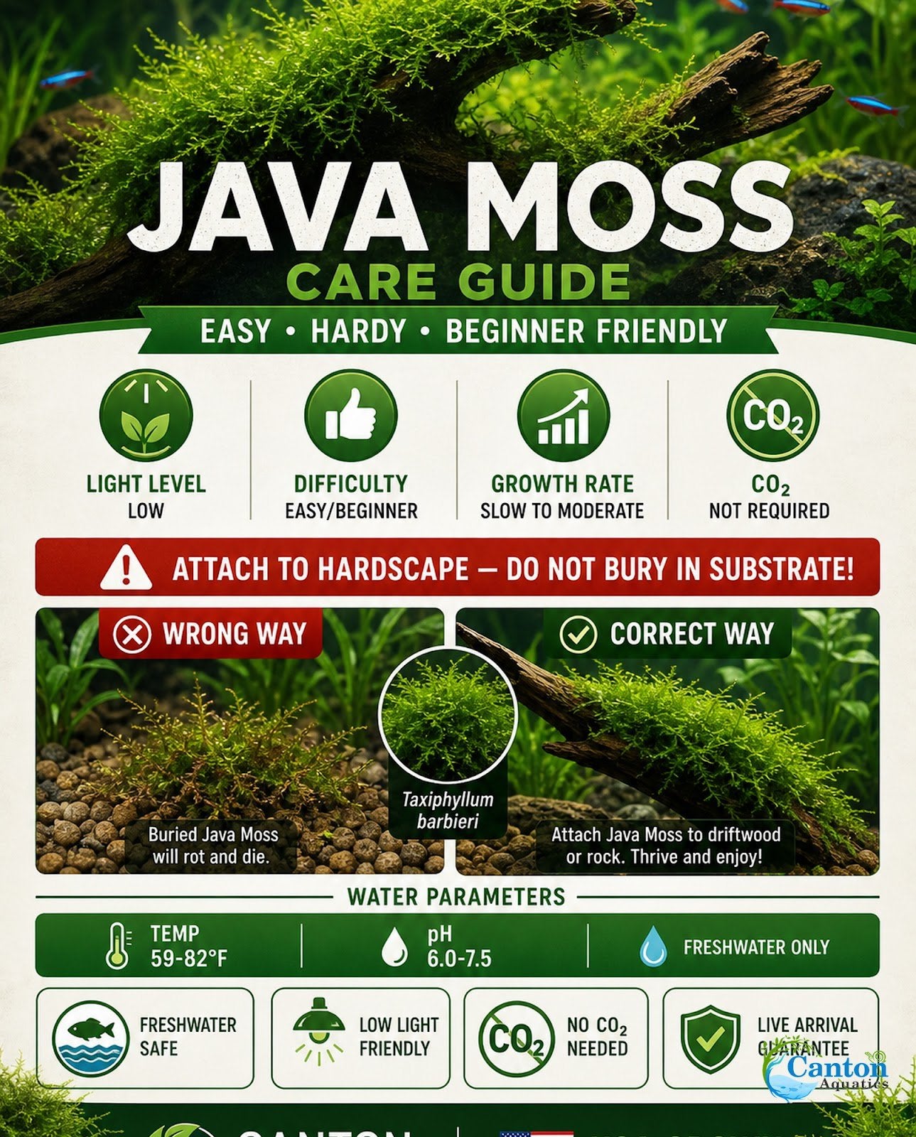 5 Java Moss Portions Taxiphyllum Barbieri