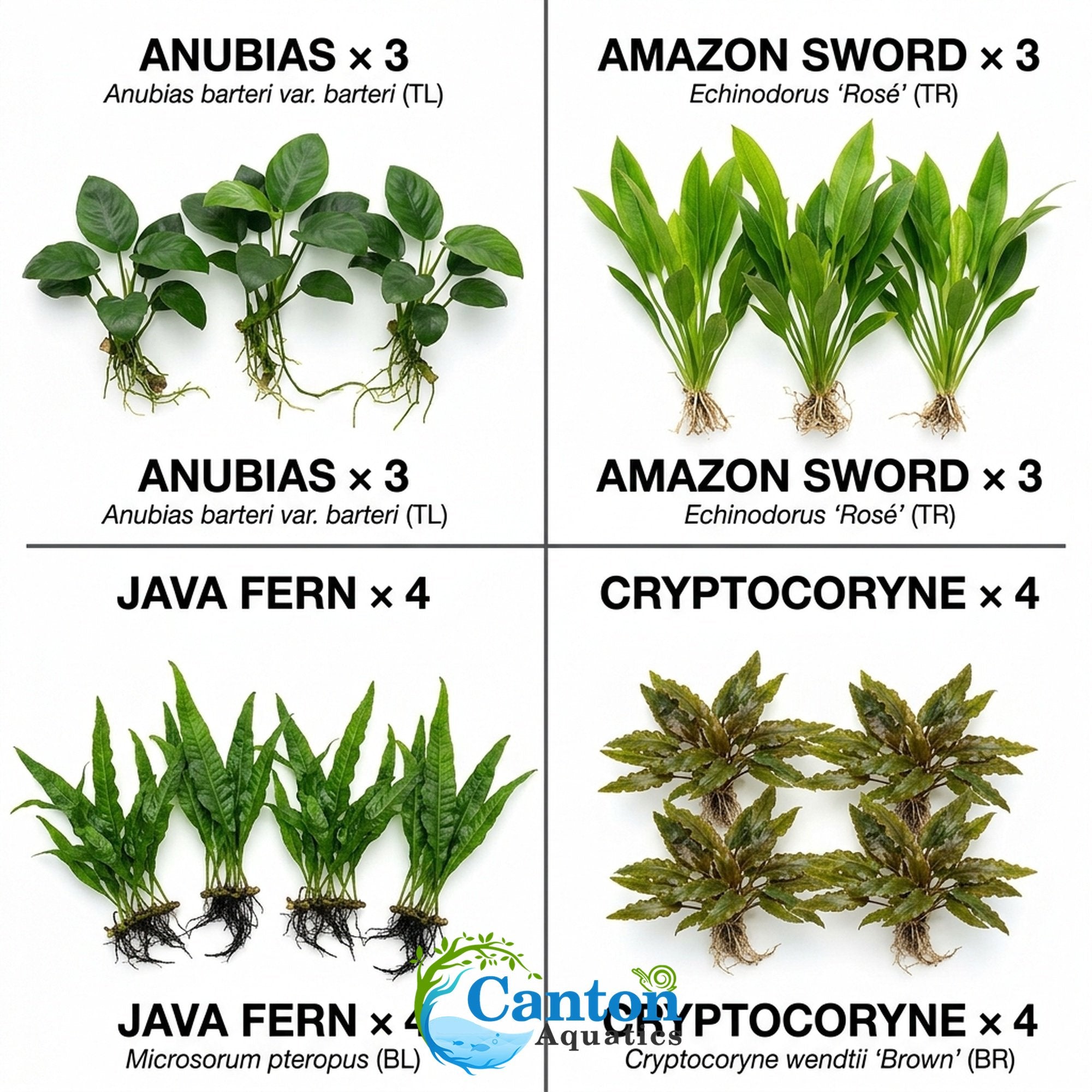 Live Aquarium Plants Essential Bundle - 4 Plants