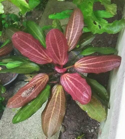 CANTON AQUATICS Live Aquarium Amazon Sword Echinodorus Red Pearl Plant - Natural Cleaning Filter for Water - Long Lasting & Easy to Maintain Aquatic Plants - Suitable for Winter & Summer - 2" Pot