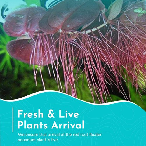 Red Root Floater Phyllanthus Fluitans