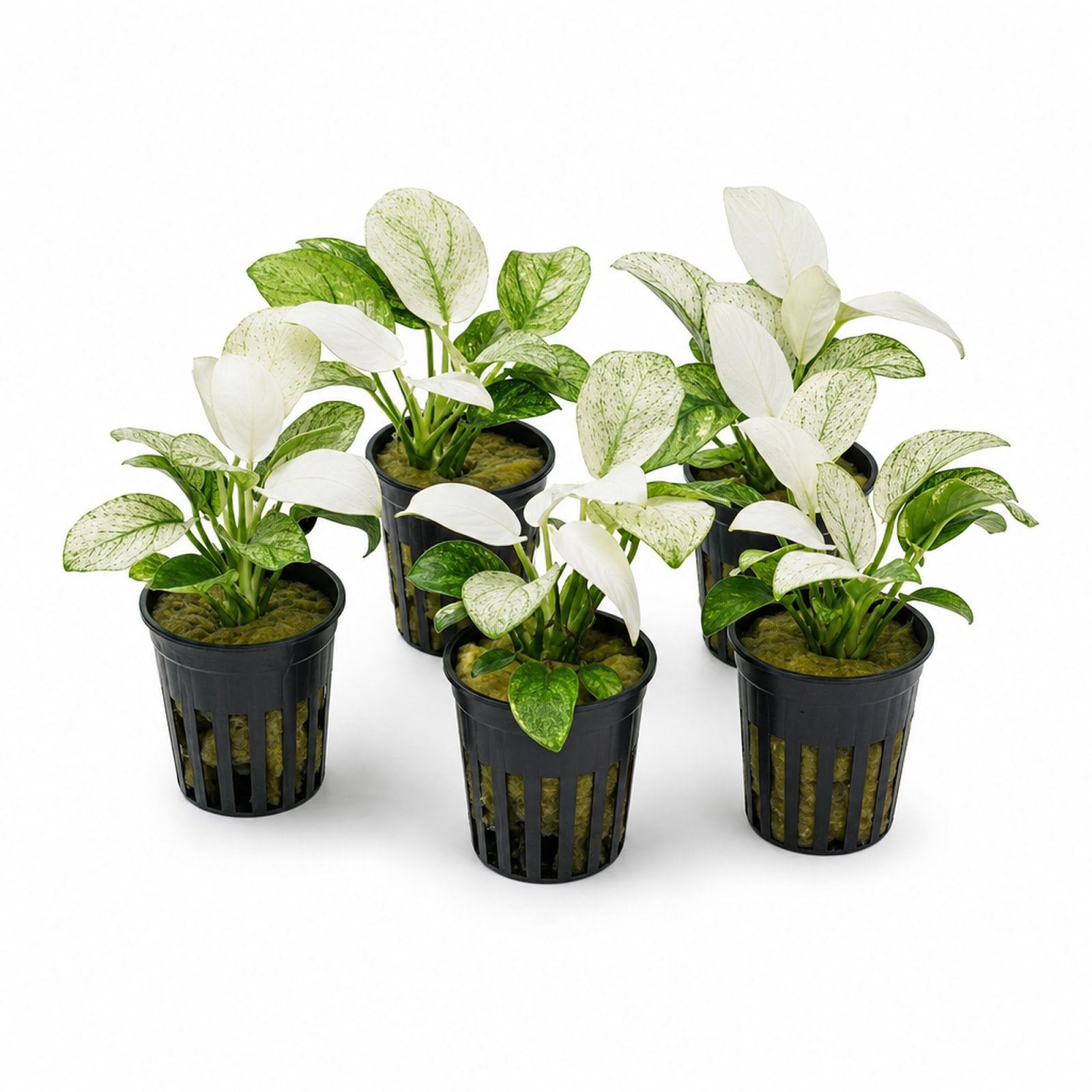 Anubias White Rose