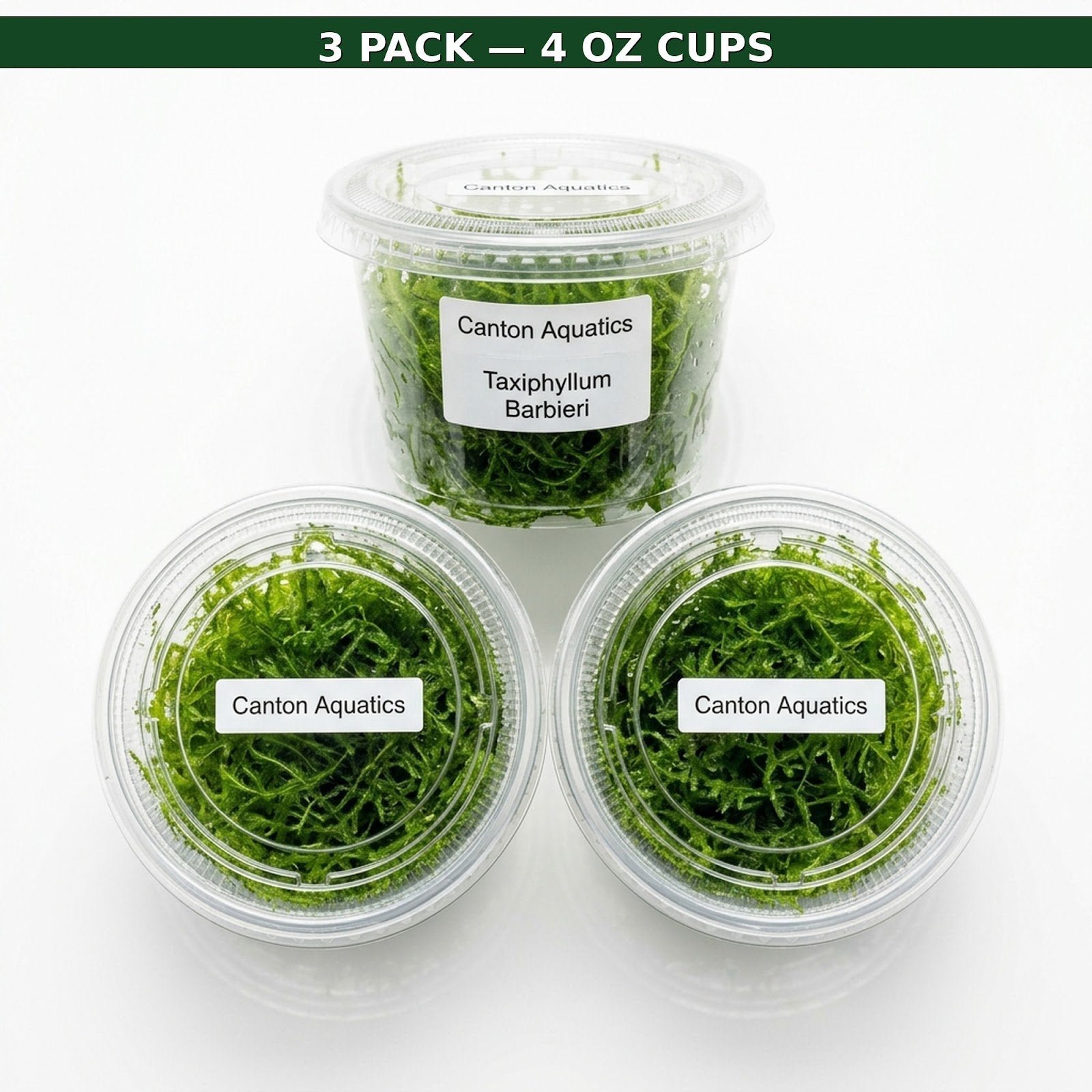 Java Moss "Taxiphyllum Barbieri"